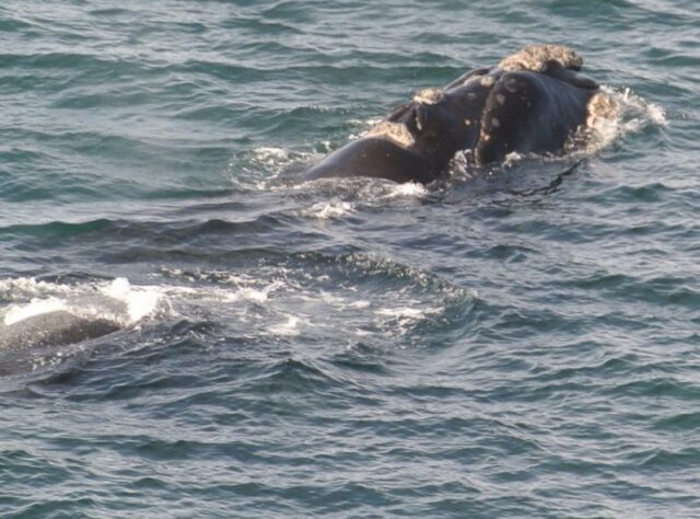 Southern Right Whale