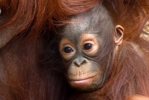 Baby orang-utan
