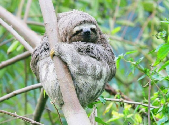 Brown-throated Three-toed Sloth
