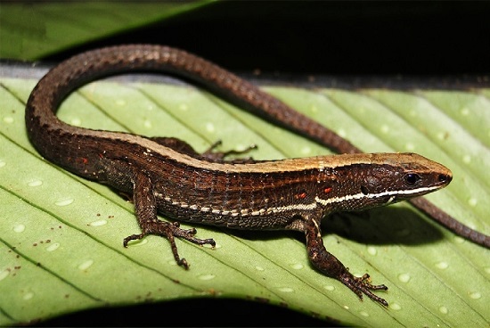 Pholidobolus ulisesi