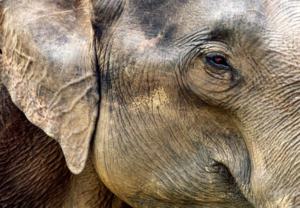 Indian Elephant
