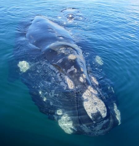 Southern Right Whale