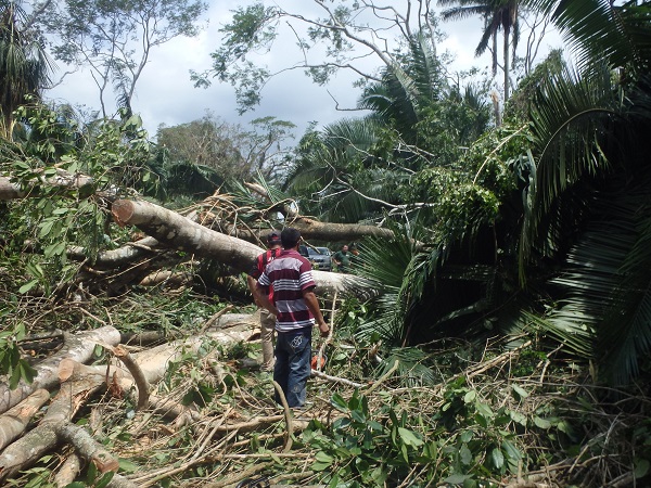 Fallen trees