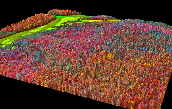 Spectral map of forest
