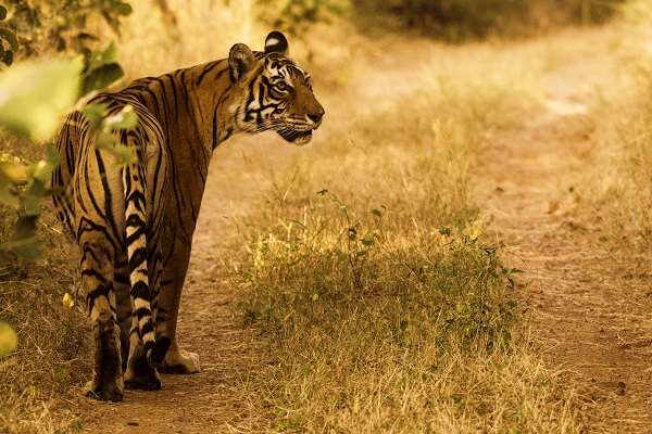 tiger corridor