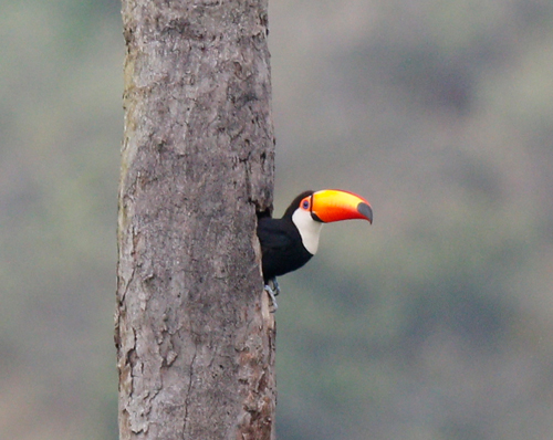 Toco Toucan.
