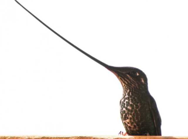 Sword-billed Hummingbird