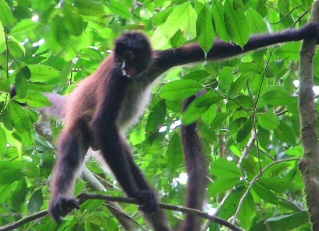 Geoffroy's Spider Monkey