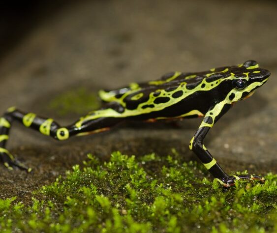 Limon Harlequin Frog