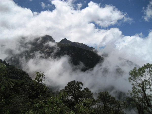 Forest at Yanacocha.