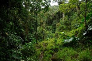 Nangaritza, Ecuador. Credit Trotsky Riera Vite, NCI