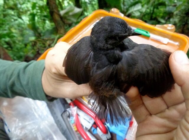 Ecuadorian Tapaculo, El Oro Tapaculo