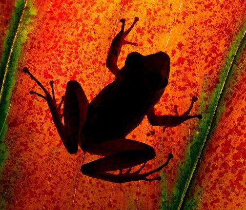 Cachabi Robber Frog