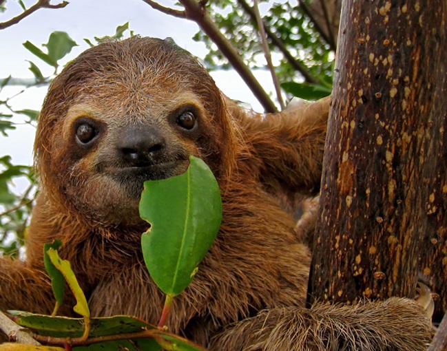 Brown-throated Three-toed Sloth - World Land Trust