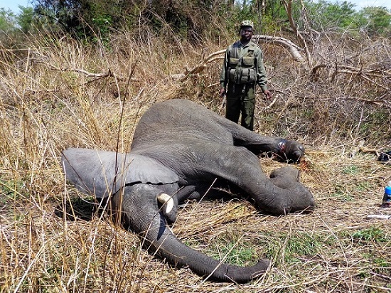 Elephant guardians