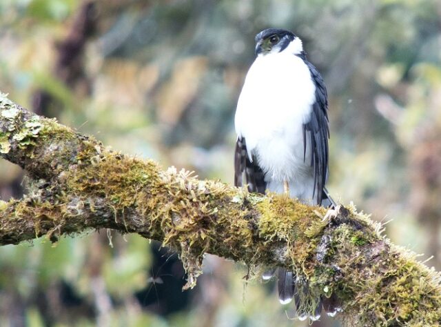 Collared Forest Falcon