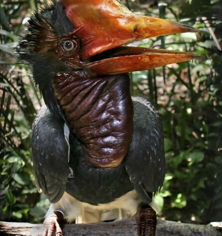 Helmeted Hornbill