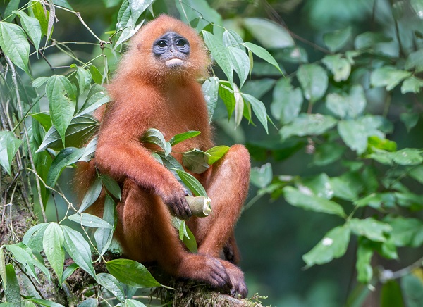 The maroon langur, maroon leaf monkey, or red leaf monkey