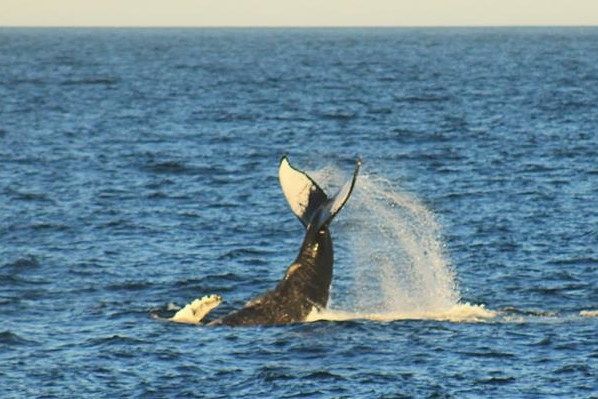Humpback Whale