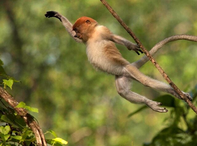 Proboscis monkey