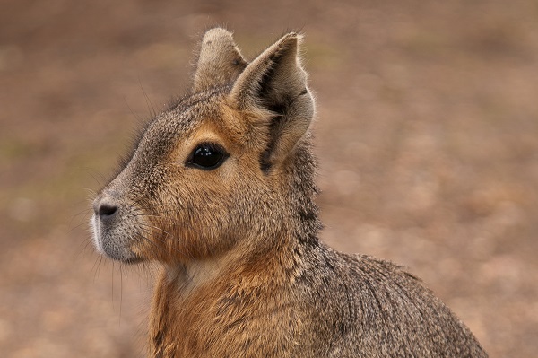 Patagonian Mara