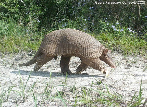 Giant Armadillo