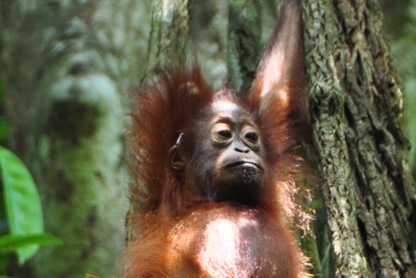 Baby orangutan
