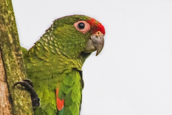El Oro Parakeet