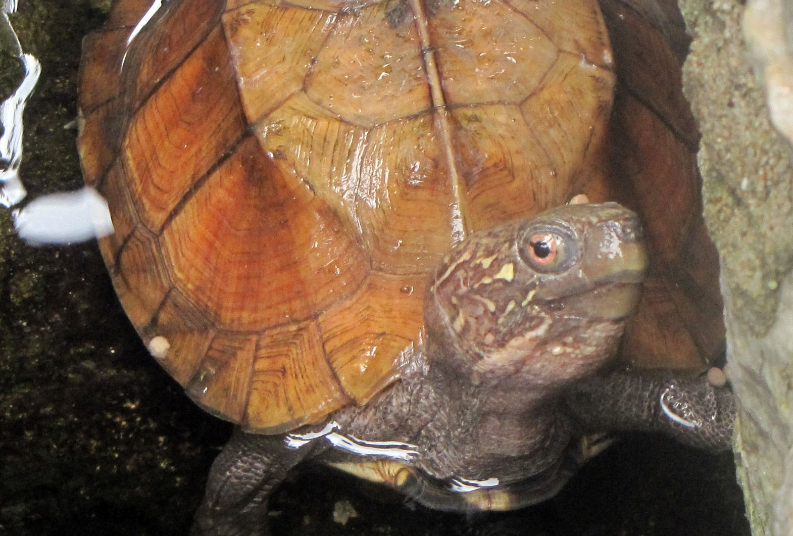 Keeled Box Turtle - World Land Trust