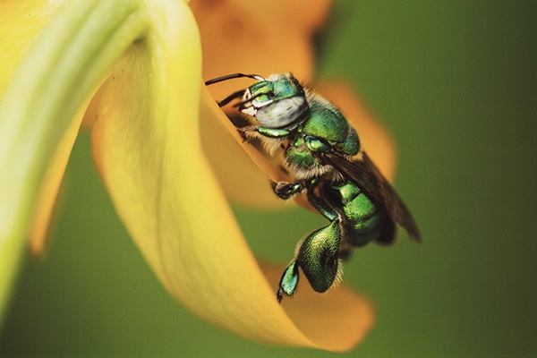 Orchid Bee