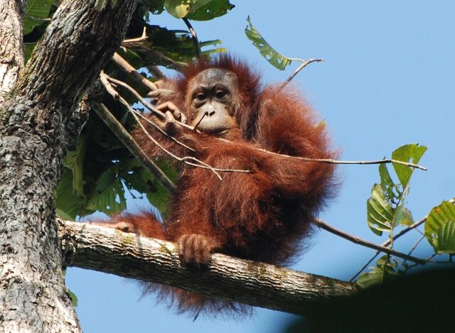 Toby the Orang-utan