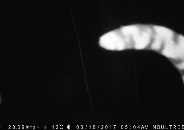 Ocelot tail