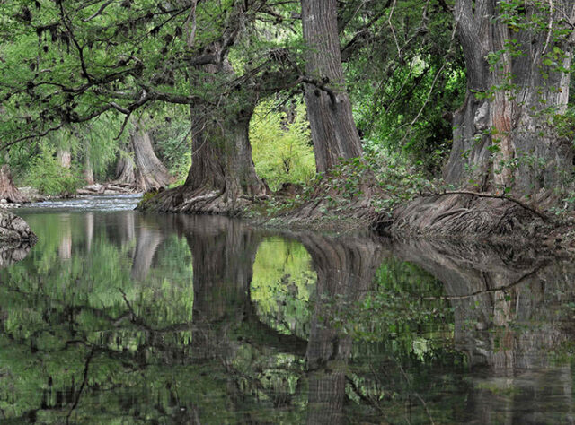 Forest-pool-640x474.jpg