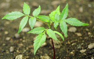 Seedling at Cerro Blanco
