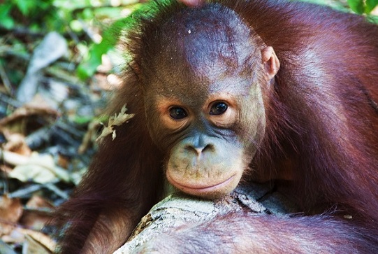 Bornean Orang-utan