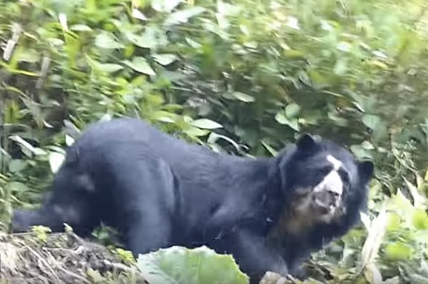 Spectacled Bear