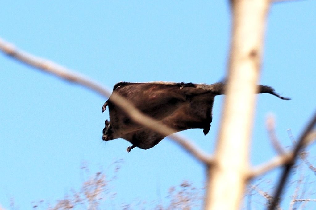 1024px-'Indian_Giant_Flying_Squirrel_Dahod