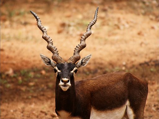Of black buck picture The Scourged