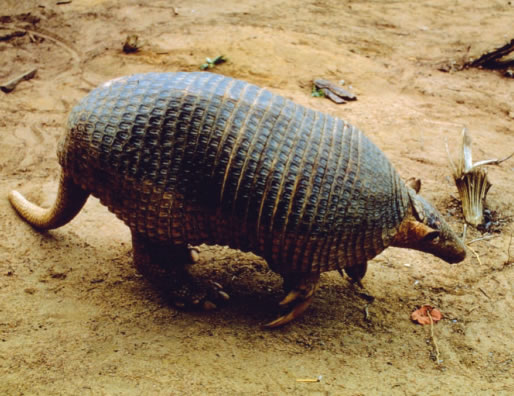 Giant Armadillo: Species in World Land Trust reserves