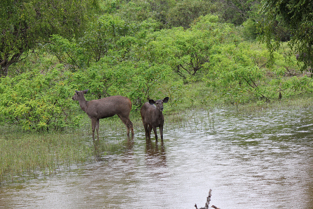 Sambar Deer: Species in World Land Trust reserves