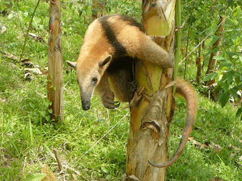 Tamandua! and Other Mammals