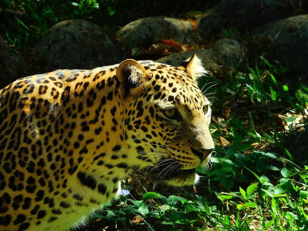 Indian Leopard: Species in World Land Trust reserves