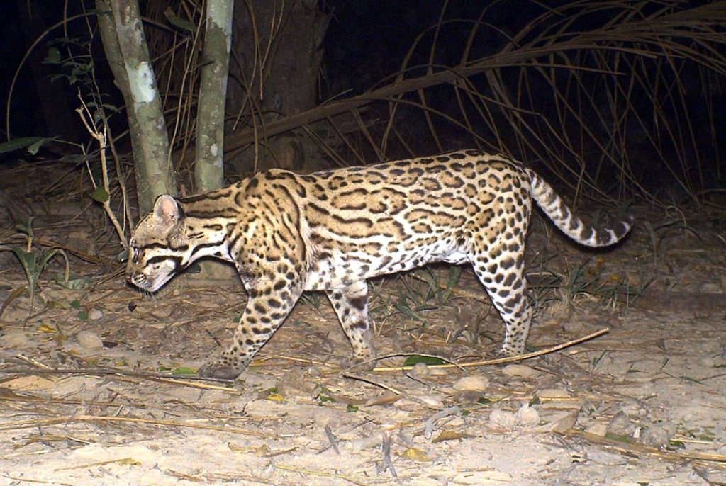Ocelot
