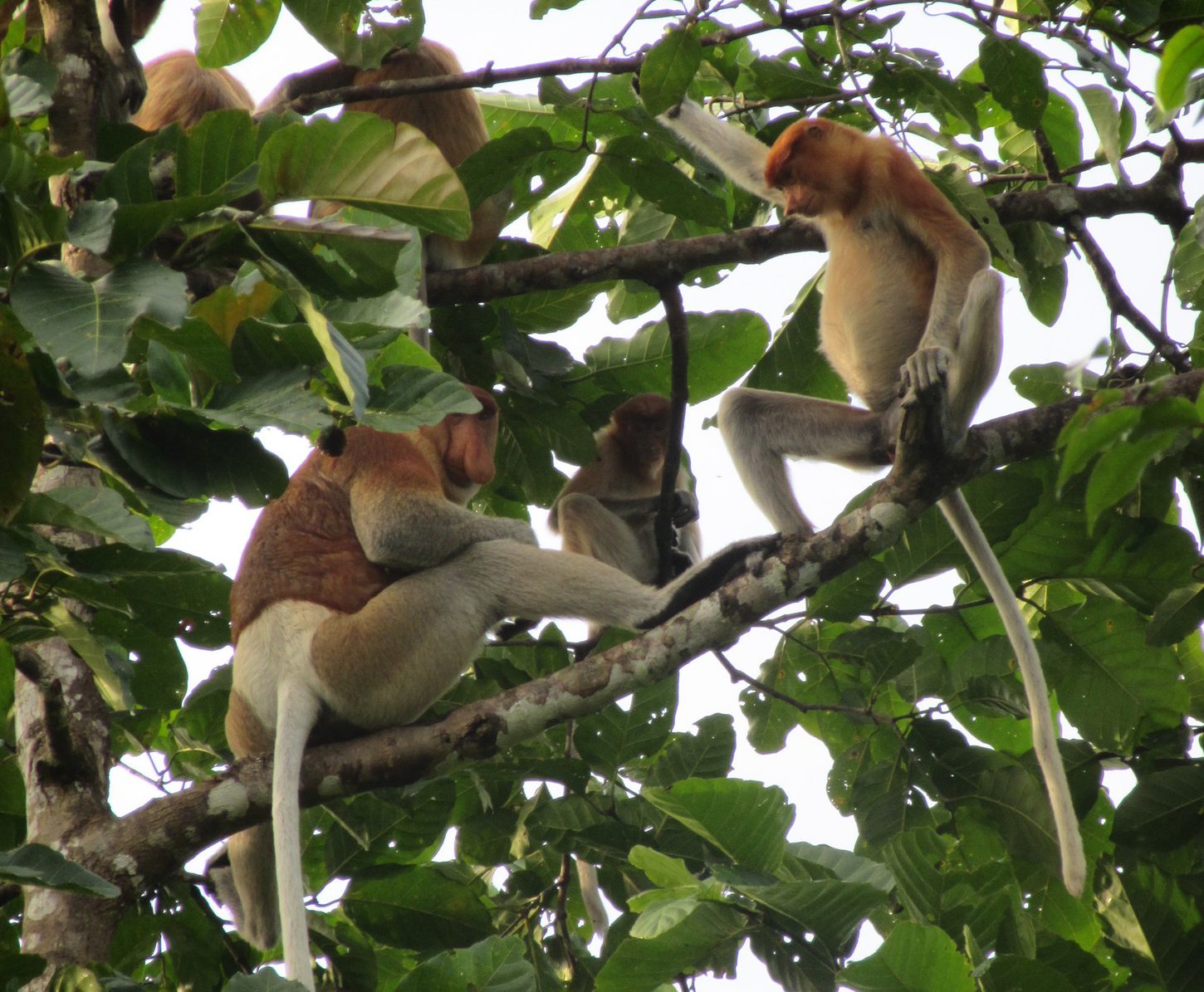 Proboscis monkey, Endangered, Borneo, Long Nose