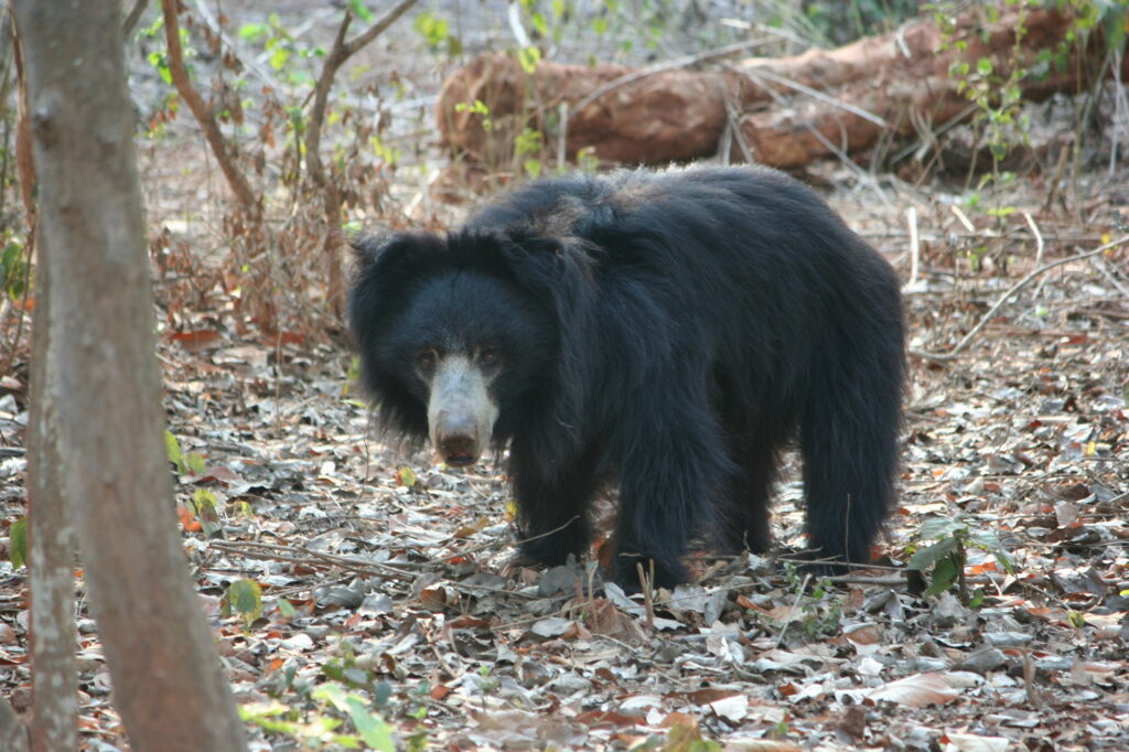 RS26341_Sloth bear in Odisha_Rudra Prasanna Mahapatra-WTI (1)-lpr