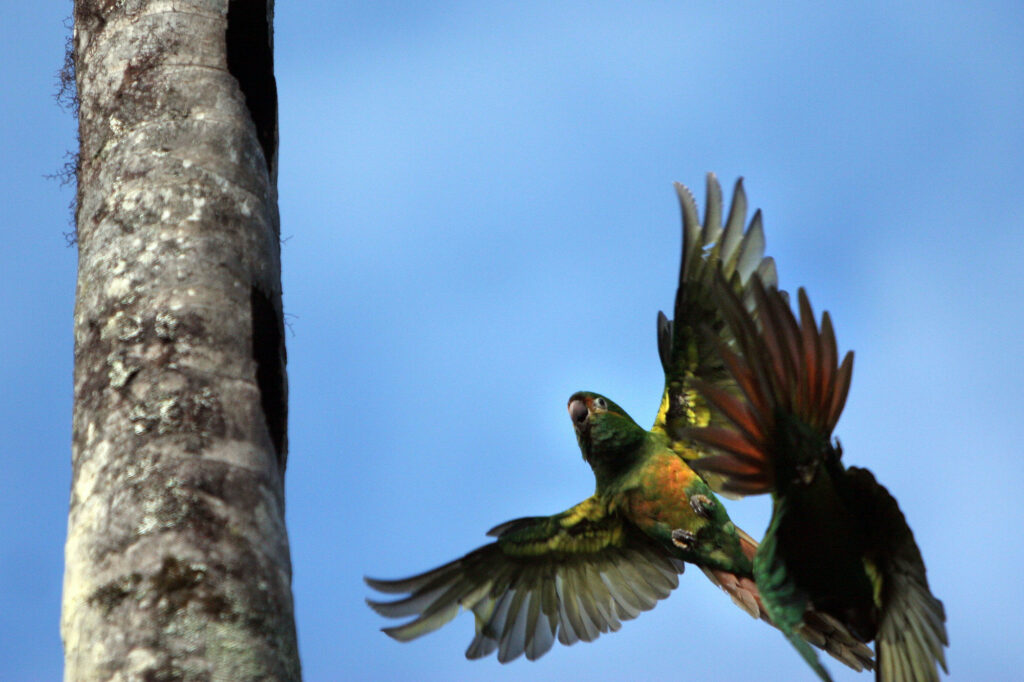 Golden-plumed parakeet, Christopher Parsons-lpr