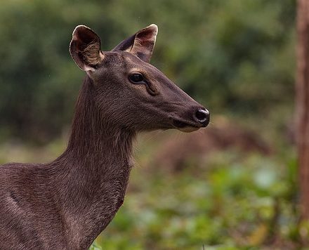Sambar Deer Species in World Land Trust reserves