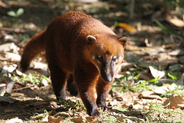 South American Coati