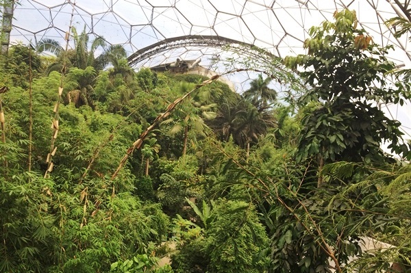 Rainforest Biome