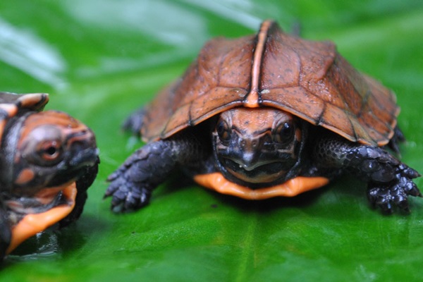 Keeled Box Turtle Baby